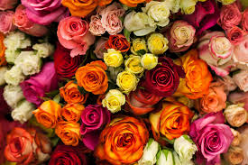 14 Rose Colors Meanings For A Thoughtful Bouquet