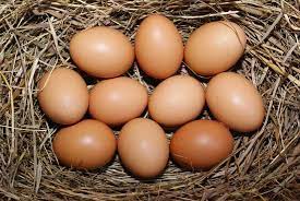 Maybe you would like to learn more about one of these? 3 Cara Menetaskan Telur Ayam Brahma Agar Menetas Dengan Baik Ayamkalkun Com