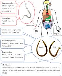 Image result for Hookworm