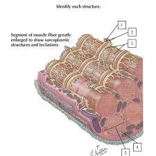Pin By Andres Sanchez On Physiology In 2020 Zip Around Wallet Wallet Zip