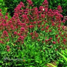 Image result for Centranthus