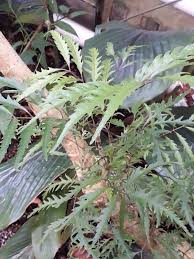 Image result for Polyscias fulva