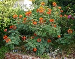 Red Bird Of Paradise Arizona Dwarf Royal Poinciana Peacock Flower Red Bird Of Paradise Caesalpinia Pulcherrima Full Sun Blooms Birds Of Paradise Plant Paradise Plant Flowering Bushes