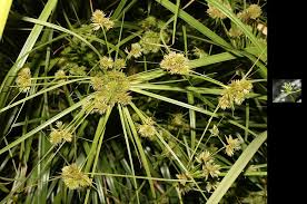 Image result for Cyperus dives
