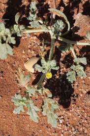 Image result for Grielum