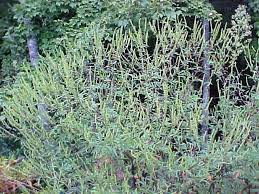 Ragwitek tablets contain pollen allergen extract from short ragweed (ambrosia artemisiifolia). Short Ragweed Allergy Info Stallergenes Greer