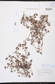 Image result for Euphorbia ophthalmica