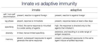 immunity flow chart innate vs adaptive immunity i ap