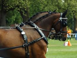 You have a couple of options when it comes to braiding tools. What Does Tradition Tell Us About Braiding My Driving Horse S Mane Carriage Association Of America