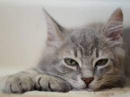 Katze Hat Wurmer Ursachen Symptome Und Behandlung