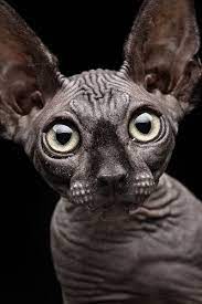 Who Wouldnt Want A Weird Looking Hair Free Cat Cute Animals Baby Cats Beautiful Cats