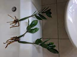 Zz plant root bulb rot. Rhizomes On My Zz Plant Rotted Away From Bad Drainage Washed Roots And Removed Dead Tissue What S Next Can I Save It Plantclinic