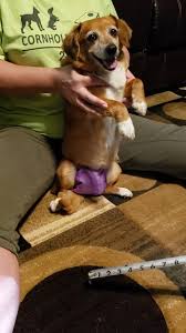 Bailey Chairs Usa Home Facebook