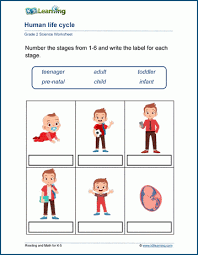 Some of the worksheets displayed are bones in our bodies, science grade 2energy, grade 2 temperature probe, 8th grade science fcat review, science k 7 grade 2, grade 3 science, grade 2 understanding life systems growth and. Science Worksheets For Grade 2 Students K5 Learning
