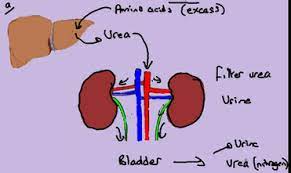 Formation Of Urea Biology Notes For Igcse 2014