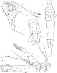 Rhachotropis saskia n. sp. Paratype SMF 51050, male, 23,8 mm, (A)... |  Download Scientific Diagram