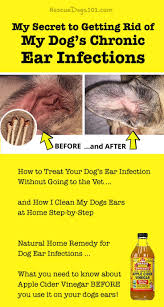 The Secret To Getting Rid Of Ear Infections In Your Dog At Home Dog Ear Infection Remedy Dog Ear Wash Dogs Ears Infection