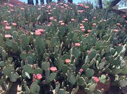 Now that the exercise is online, it is definitely better to provide the more appropriate tense, as you. My Gf Has A Cactus Like This Growing Outside Her Front Door And I Want To Cut Off One Of The Circles Off Because It Is Dangerous And In The Way Will