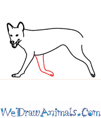 We will conduct experiments to identify materials that absorb or reflect heat, and draw on our findings to create, test and justify designs for effective lunch containers. How To Draw A Dingo