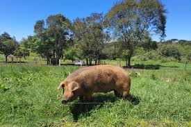 Risultati immagini per porco