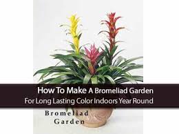 Give your indoor flowers plenty of bright indirect light every day. Bromeliad Garden Enjoy Long Lasting Color Indoors Year Round