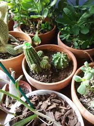 I made that mistake early on thinking it would give her. Is It Alright To Have These Echinopsis Both In The Same Pot Had To Downsize Some Of My Collection Putting Multiple Plants Into One Pot Such As Aloe With Other Aloes