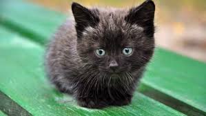 Ruyada Evde Siyah Kedi Gormek Ruyandagor Com