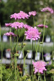 Image result for Scabiosa columbaria