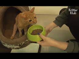 Anorexic Cat Gets Chubby With Love Part 2 Animal In Crisis Ep38 Youtube