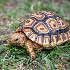 Ihren namen hat die pantherschildkröte aufgrund ihres gefleckten panzers erhalten. Schildipark In Panketal Auffangstation Fur Schildkroten Tiere