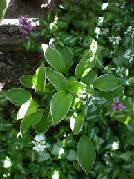 According to the epsom salt council, epsom salt got the first part of its name from the how does epsom salt draw out infection? Epsom Salts For The Home Garden And Natural Beauty Deer Proof Plants Plants Epsom Salt For Plants