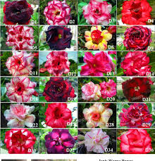 Bunga adenium adalah bunga kamboja jepang yang biasa dijadikan sebagai tanaman hias ditanam di tanah atau di pot. Paket 20 Jenis Tanaman Adenium Bunga Tumpuk Tanaman Hias Adenium Tanaman Kamboja Jepang Tanaman Bunga Adenium Lazada Indonesia