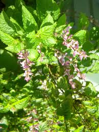 Image result for Ocimum labiatum