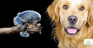 This is often to the lungs, but also to lymph nodes and organs in the abdomen. Research Turkey Tail Increased Survival In Dogs With Hemangiosarcoma