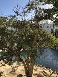 Image result for Brachystegia utilis × microphylla