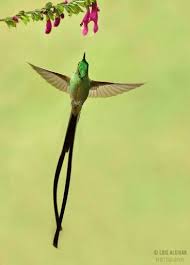 Black Bird With Long Tail Stunning Jewel Black Tailed Trainbearer Hummingbird Ecuador Hummingbird Species Animals Beautiful