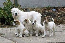 Giant dogs big dogs dogs and puppies large dog breeds best dog breeds beautiful dogs animals beautiful le plus grand chien alabai dog. Central Asian Shepherd Dog Wikipedia