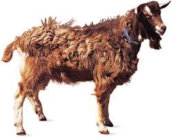 See more ideas about toggenburg goat, goats, dairy goats. Toggenburg Breed Of Goat Britannica