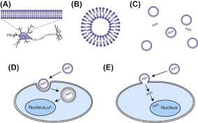 Check spelling or type a new query. Lipofection An Overview Sciencedirect Topics