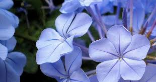 Periwinkle Blue Blu Pervinca Periwinkle Flowers Periwinkle Blue Periwinkle