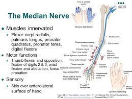 The median nerve provides sensory innervation to the skin of the palmar side of the thumb, index, and middle fingers and the radial half of the ring finger. Accessphysiotherapy Brachial Plexus And Peripheral Nerves Median Nerve Nerve Anatomy Brachial