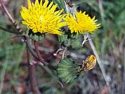 Image result for Sonchus schweinfurthii