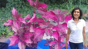 Image result for Iresine