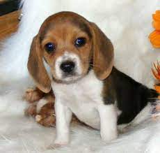 Pocket Beagle So Cute How Could My Husband Say No To This Hehehe Beagle Dog Breed Beagle Dog Beagle Puppy