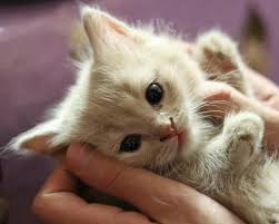 Pin By Ebru Sarpman On Cat Photos 2 In 2020 Cats Funny Cats Cats And Kittens