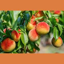 Image result for Prunus persica
