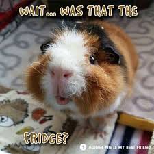 Pin On Guinea Pig
