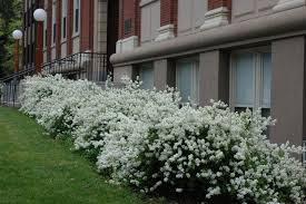 Image result for Multidentia exserta