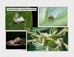 Image result for Hugonia elliptica