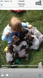 Maybe you would like to learn more about one of these? Blue Star S German Shorthaired Pointers And Pet Sitting Home Facebook